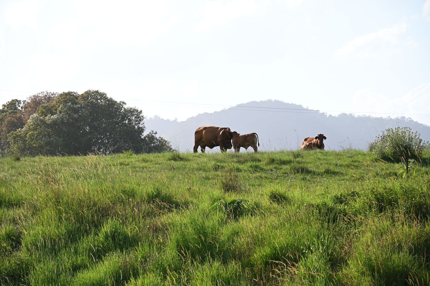 Three brown cows grazing on lush green hillside pasture with trees and mountain backdrop on a misty day.
