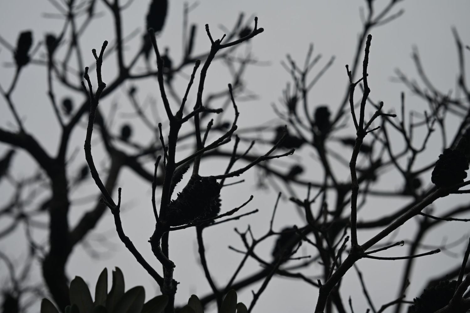 Silhouette of birds perched on bare tree branches against a gray overcast sky.