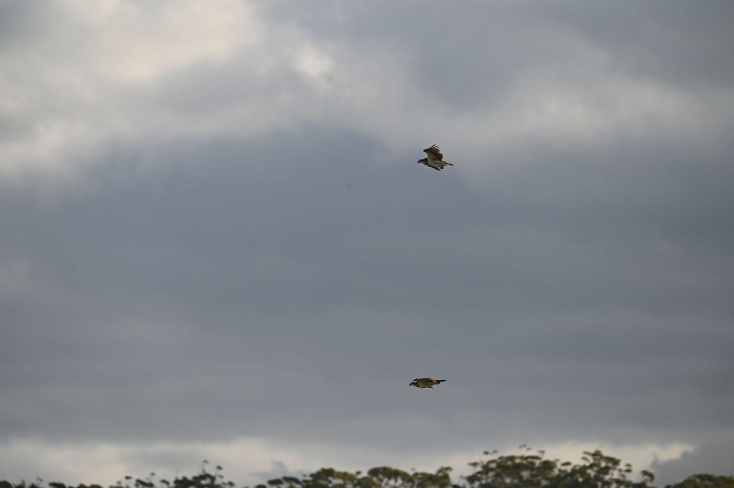 Two birds soaring through a cloudy gray sky above a treeline in an outdoor nature scene.