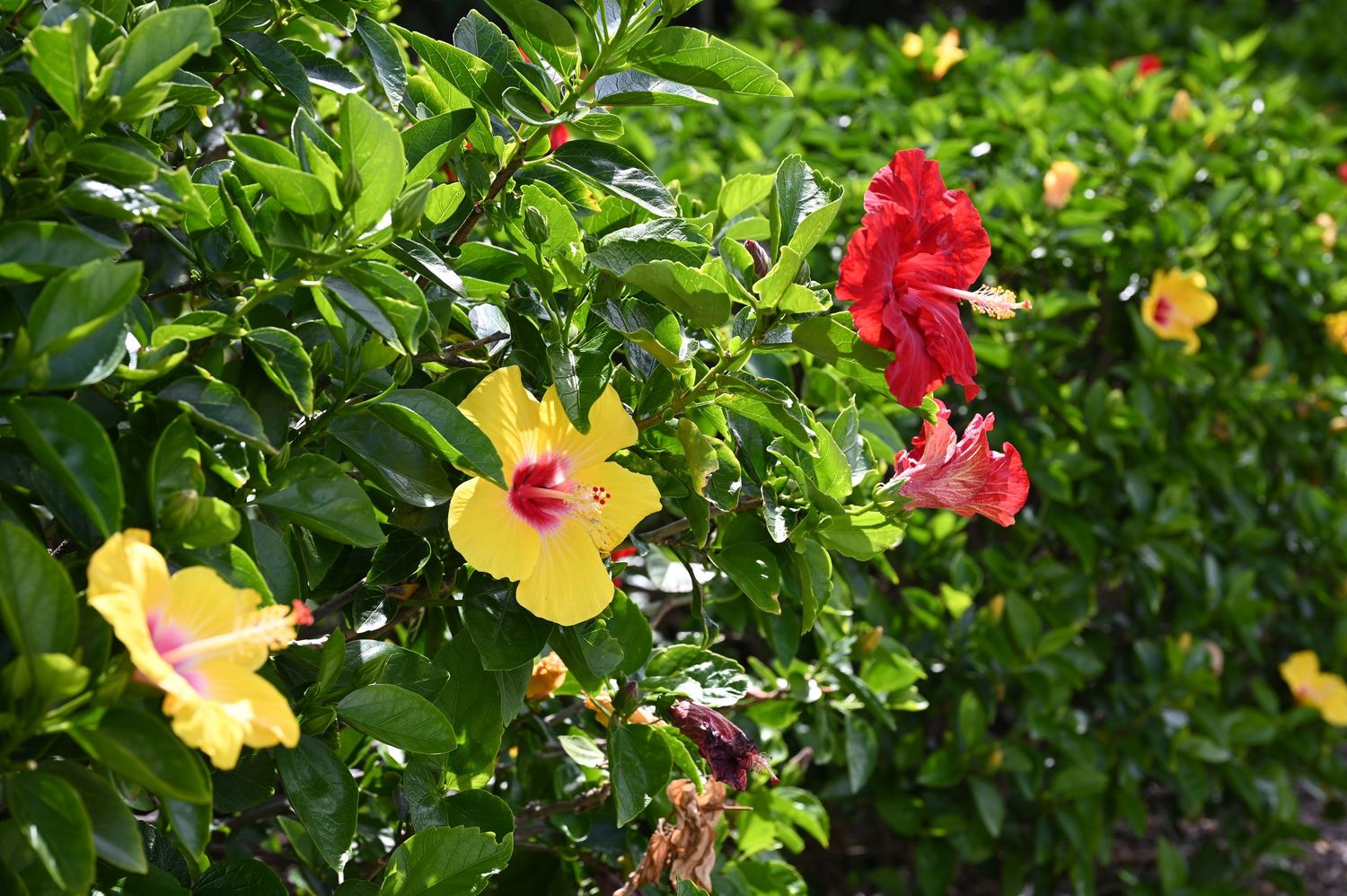 Vibrant yellow and red hibiscus flowers blooming on a lush green tropical shrub in bright sunlight.