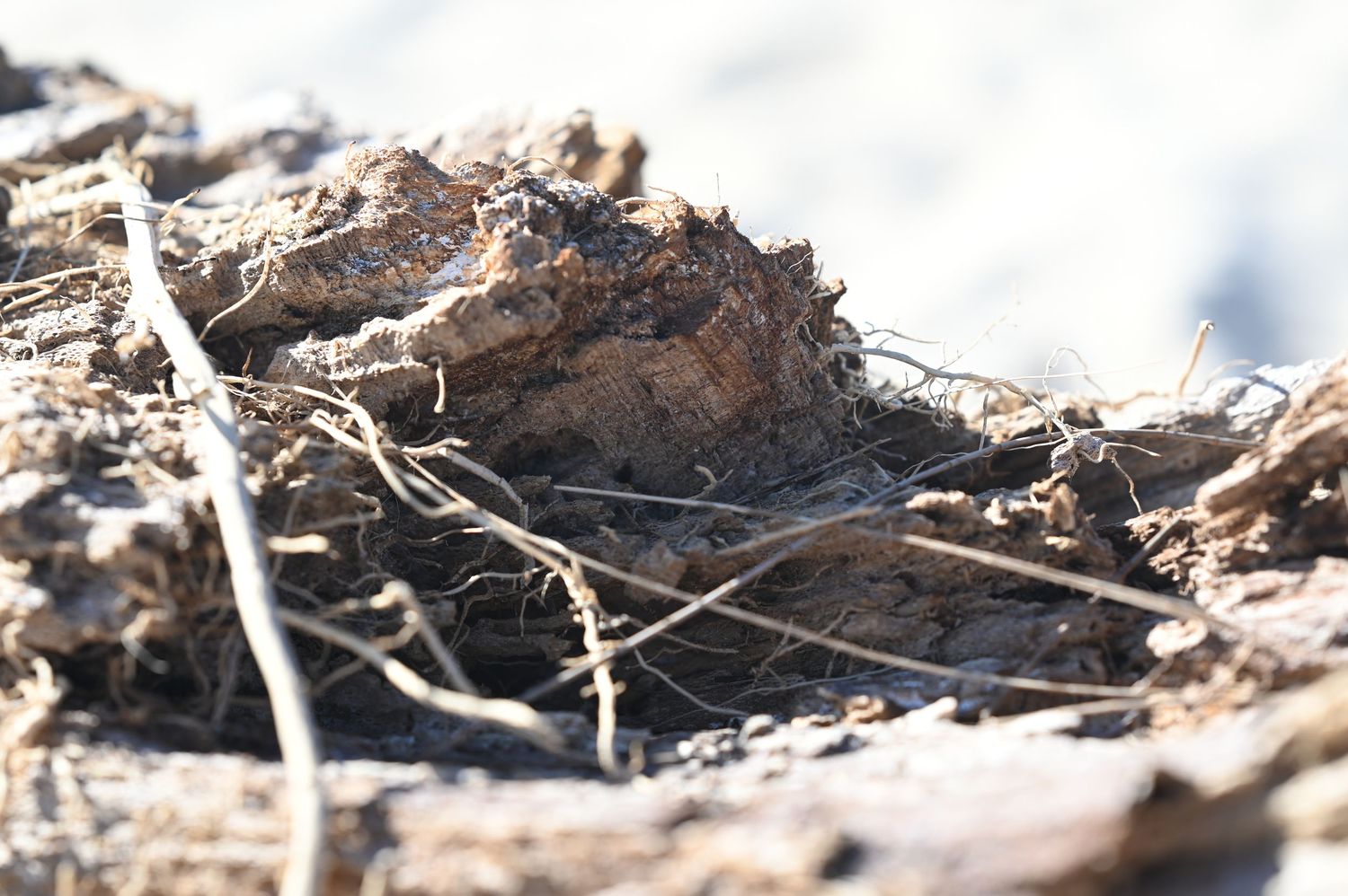 Close-up of dry soil clump with dead grass and debris on the ground outdoors.