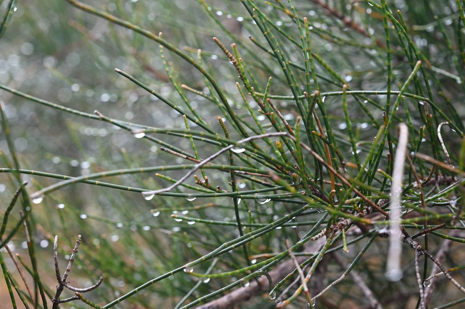 Close-up of wet pine needles with glistening water droplets after rain, showcasing nature's delicate beauty.