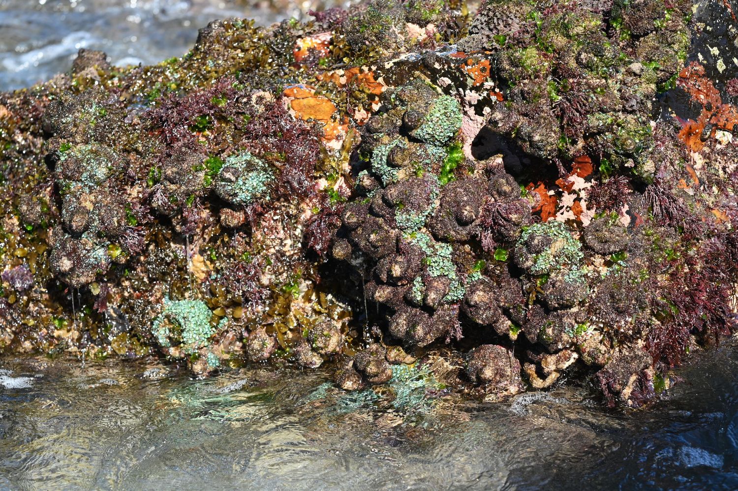 Close-up of colorful sea anemones and barnacles on a rocky tidal pool surface with green and purple marine life.