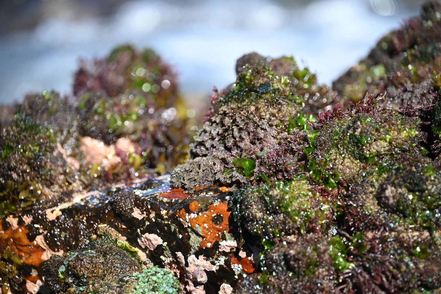 Close-up of colorful algae and marine organisms covering rocky tide pools at the ocean shore.