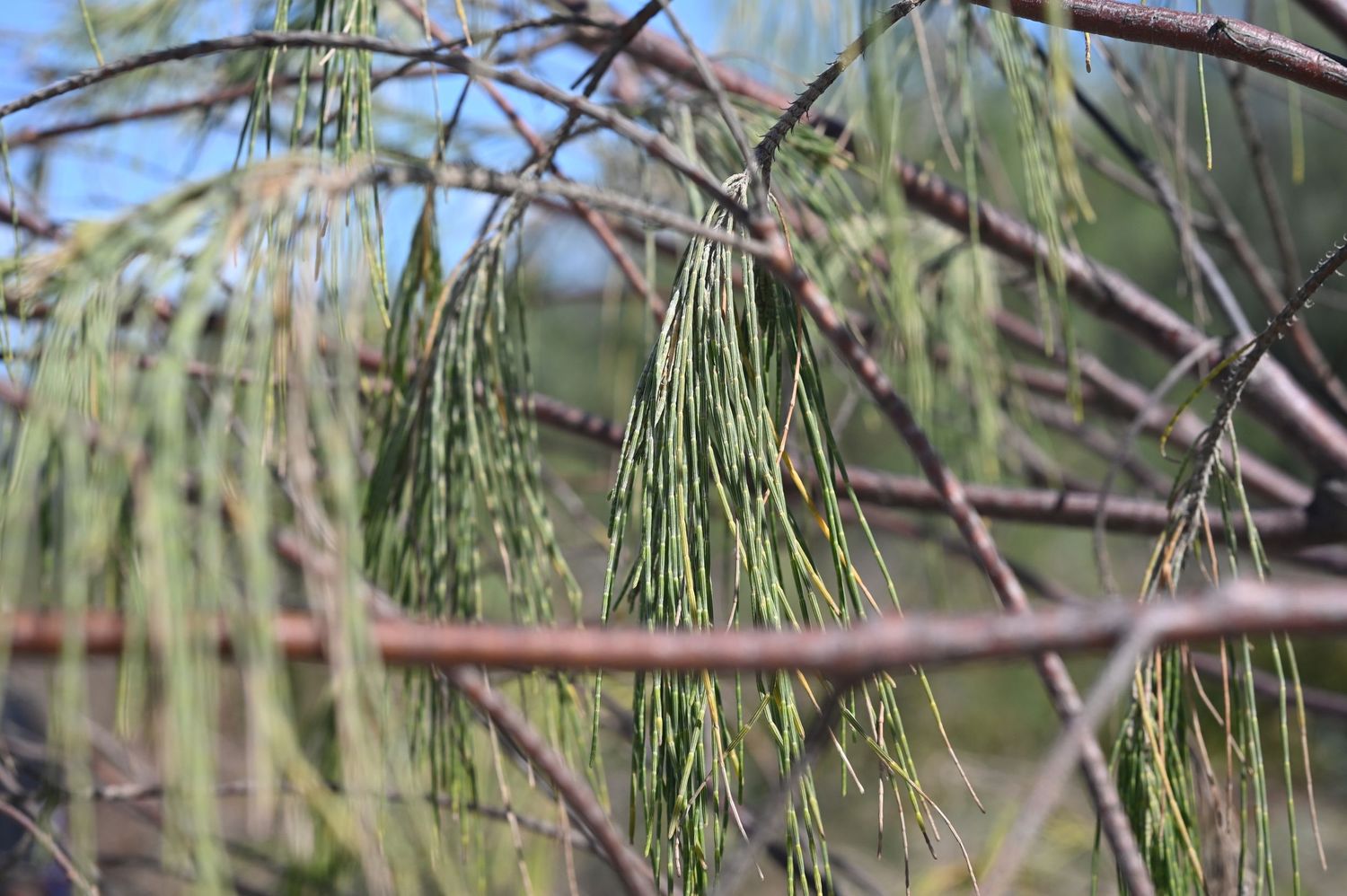 Close-up of green pine needles and branches against a blurred blue sky background in natural outdoor setting.