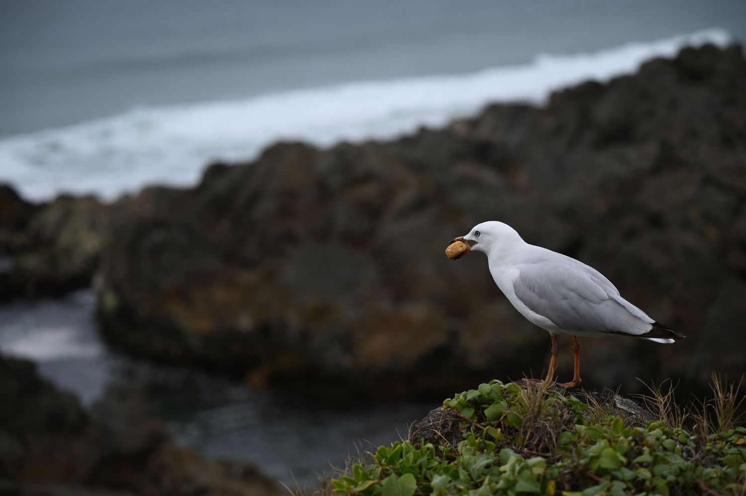 A seagull perched on rocky coastal cliffs with ocean waves in the background.