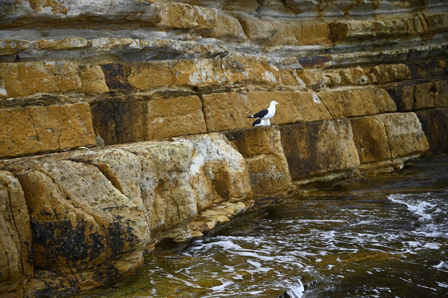 A black and white seabird perched on layered golden sandstone coastal rocks beside calm ocean water.
