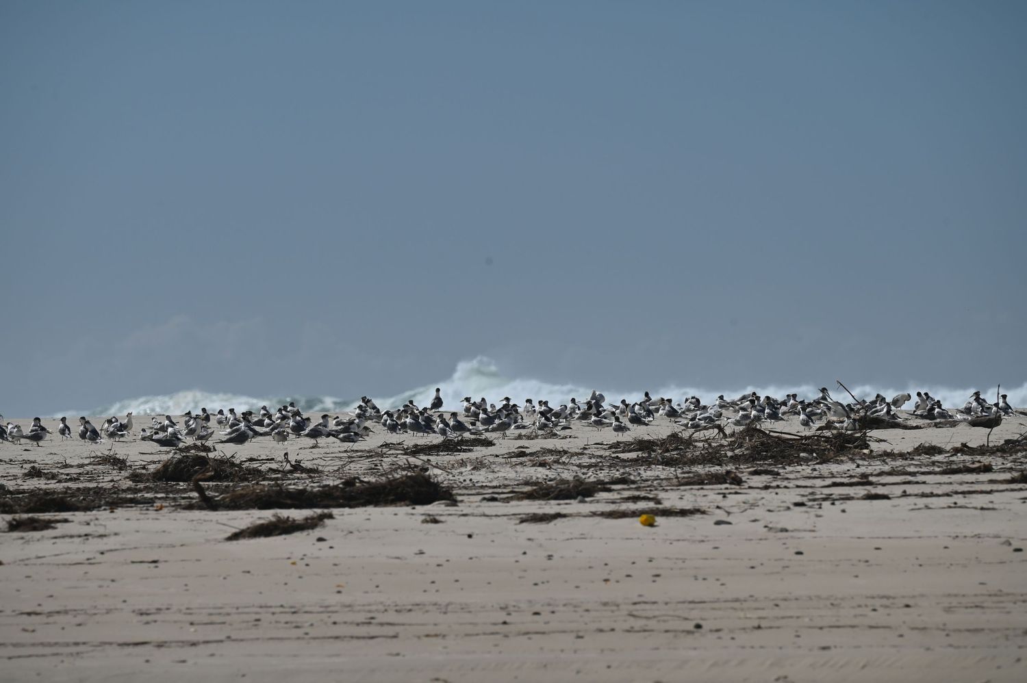 Large flock of seabirds resting on a sandy beach shoreline with ocean waves in the background.