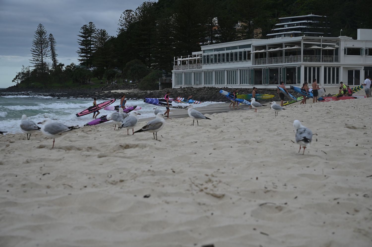 Seagulls on a sandy beach with surfers and a white beachside building on a cloudy day in Australia.