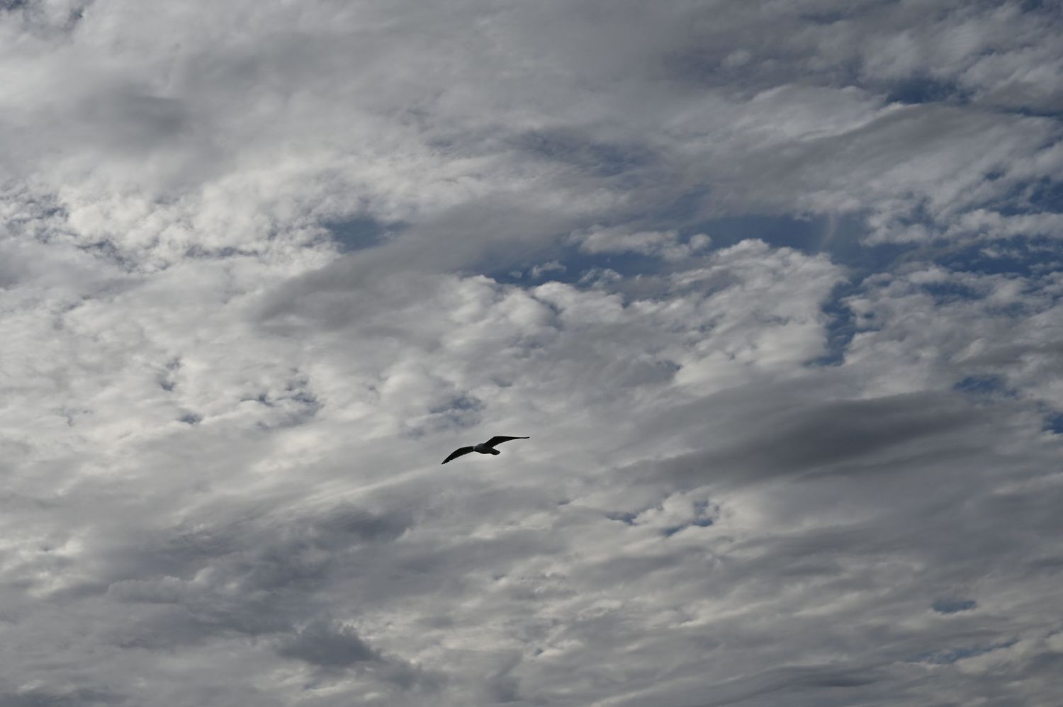 A lone bird soars gracefully through a dramatic cloudy sky with scattered white and gray clouds.