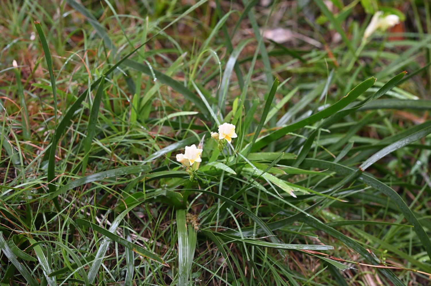 Small white wildflowers blooming among lush green grass blades in a natural outdoor setting.