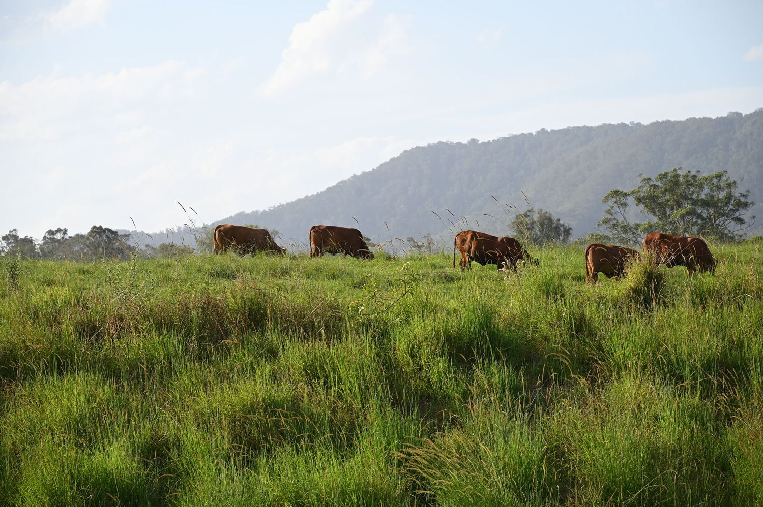 Brown cattle grazing in lush green pasture with misty mountain backdrop under partly cloudy sky.