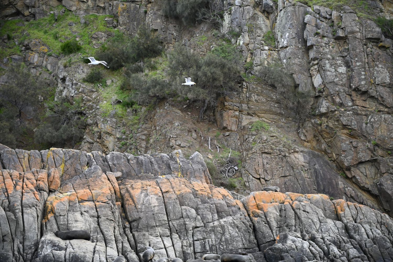 Two seagulls soaring near rugged rocky cliffs with orange and gray layers, dotted with green shrubs.