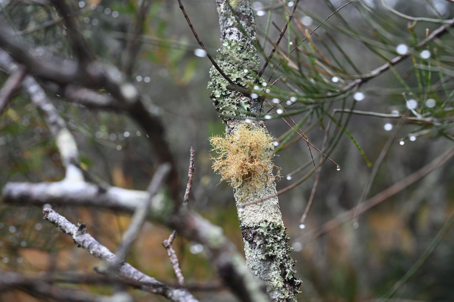 Close-up of lichen and moss growing on tree branches with water droplets in a misty forest setting.