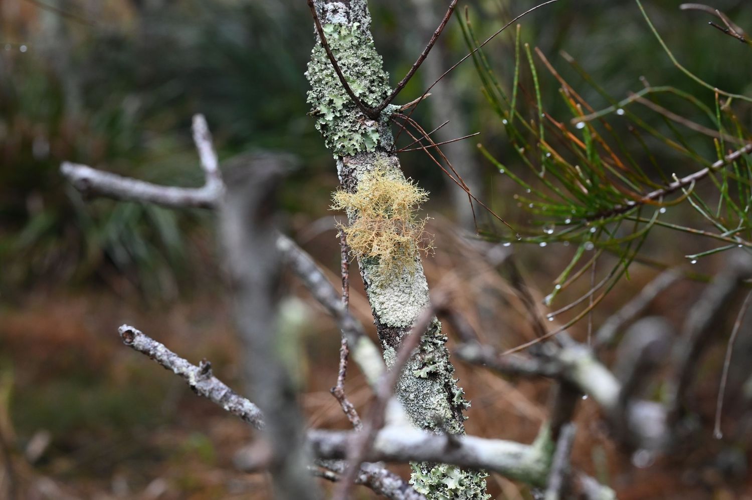 Close-up of lichen and moss growing on bare tree branches in a misty forest environment.