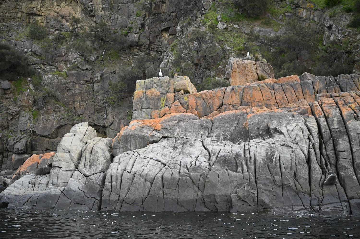 Seabirds perched on rugged coastal rocks with orange lichen and dark streaks beside calm dark water.