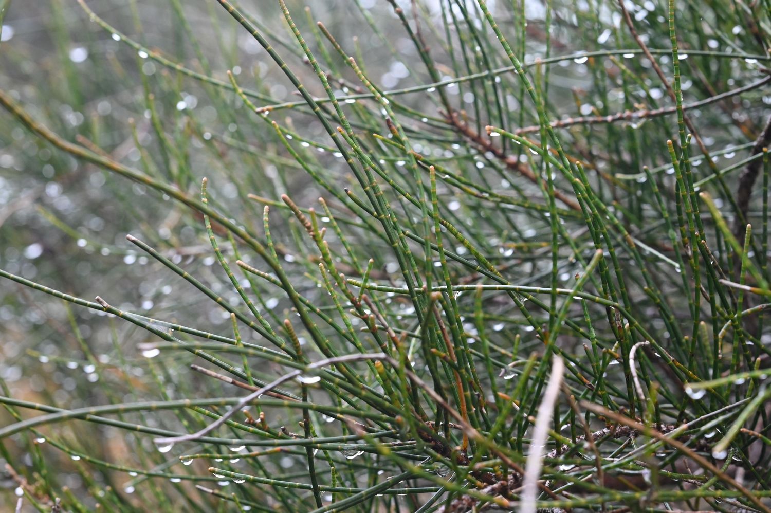 Close-up of green grass blades covered in rain droplets, glistening with water in a lush outdoor setting.