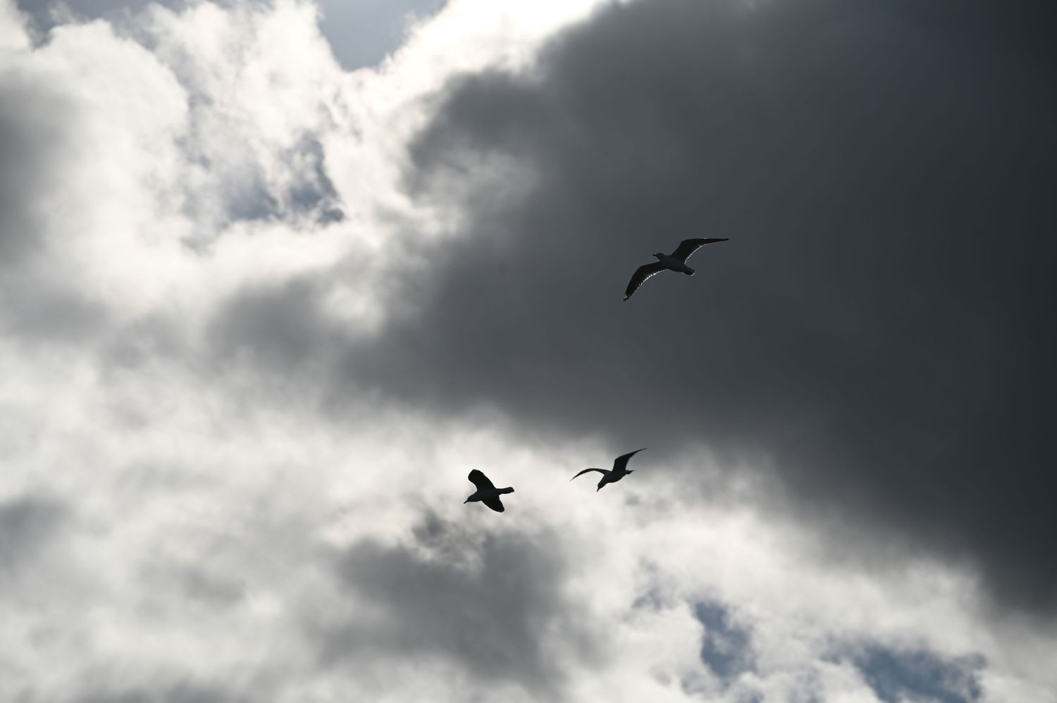 Three birds soaring in silhouette against dramatic cloudy sky with dark storm clouds and bright light breaking through.