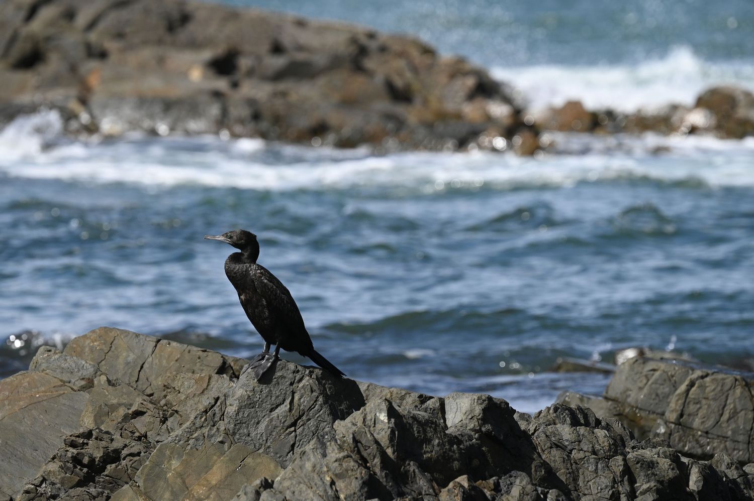 A black cormorant perched on rocky coastal boulders with ocean waves crashing in the background.