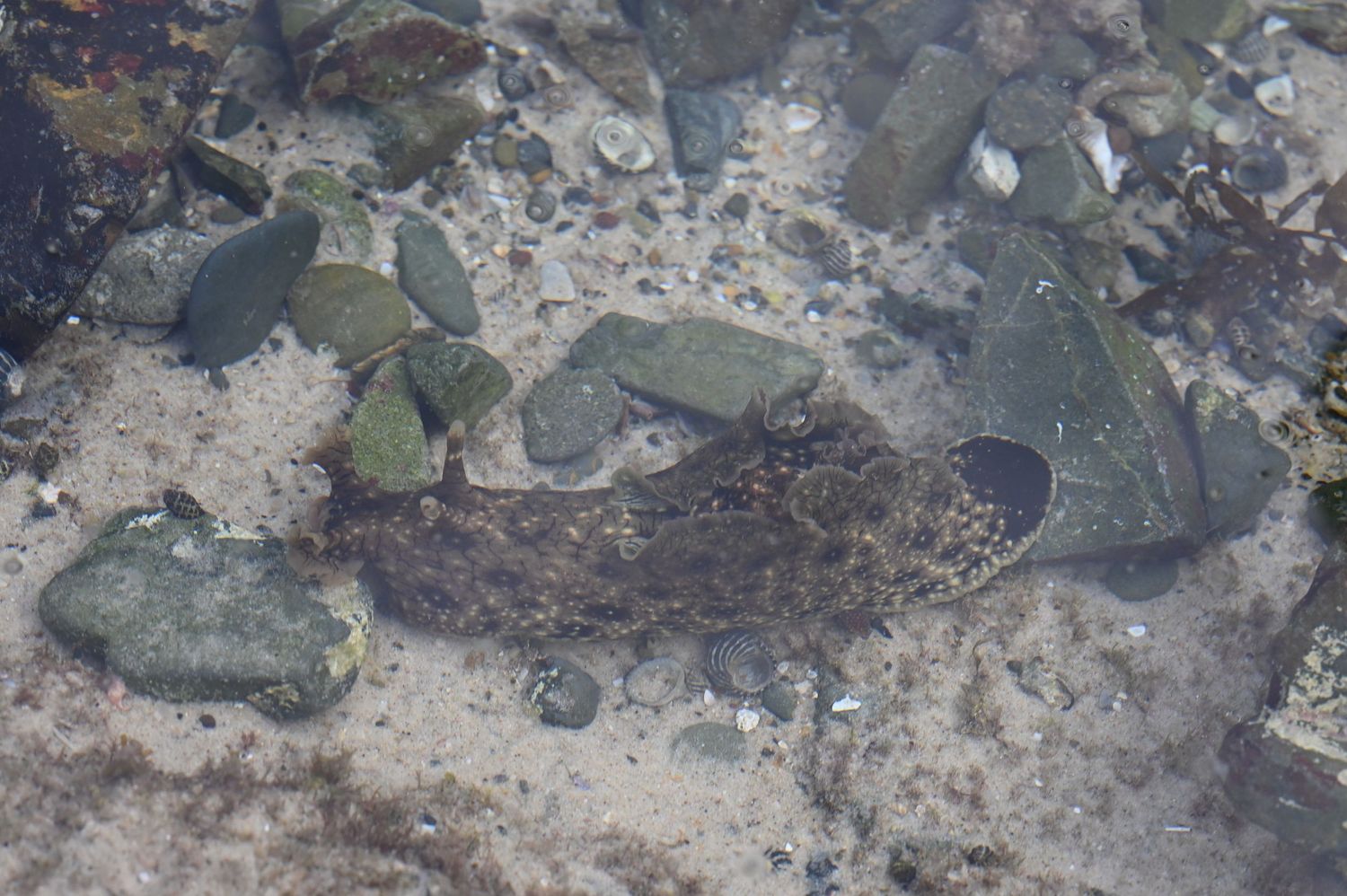 Camouflaged flatfish resting on sandy ocean floor among rocks and pebbles.