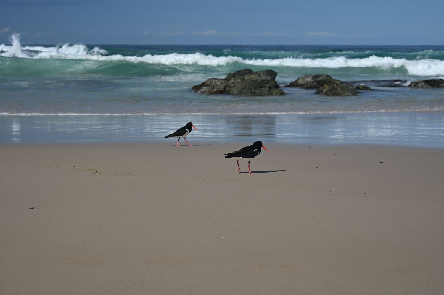 Two black oystercatcher birds with red beaks stand on a sandy beach with waves and rocks in the background.