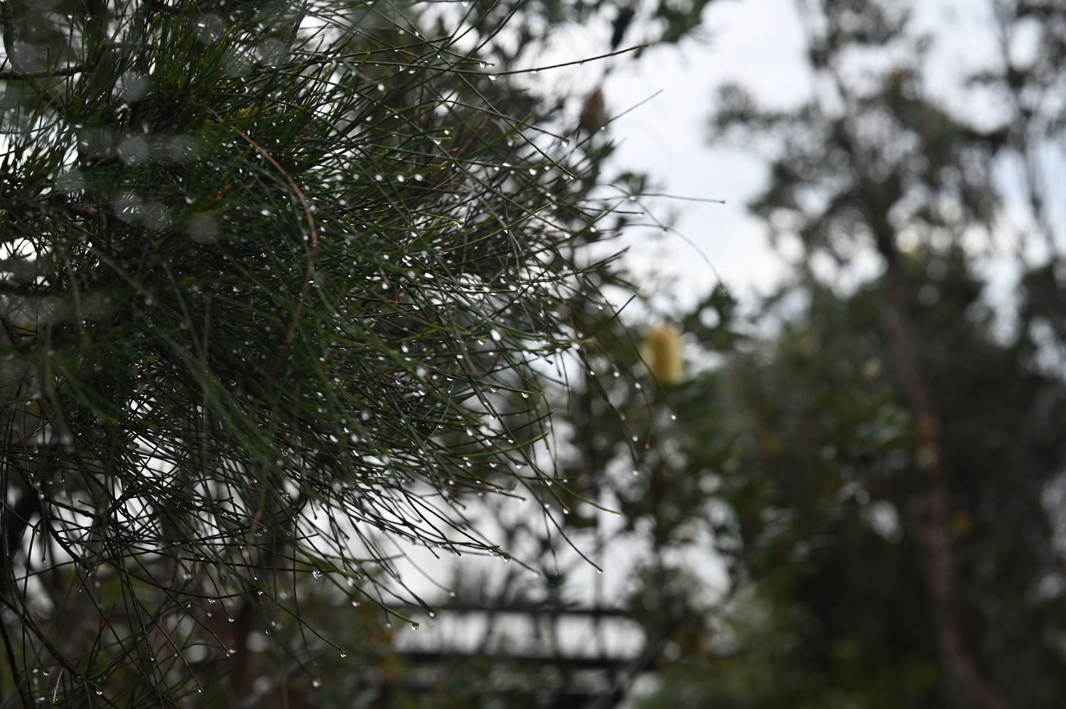 Rain-drenched pine tree branches glistening with water droplets on an overcast day with blurred trees in background.