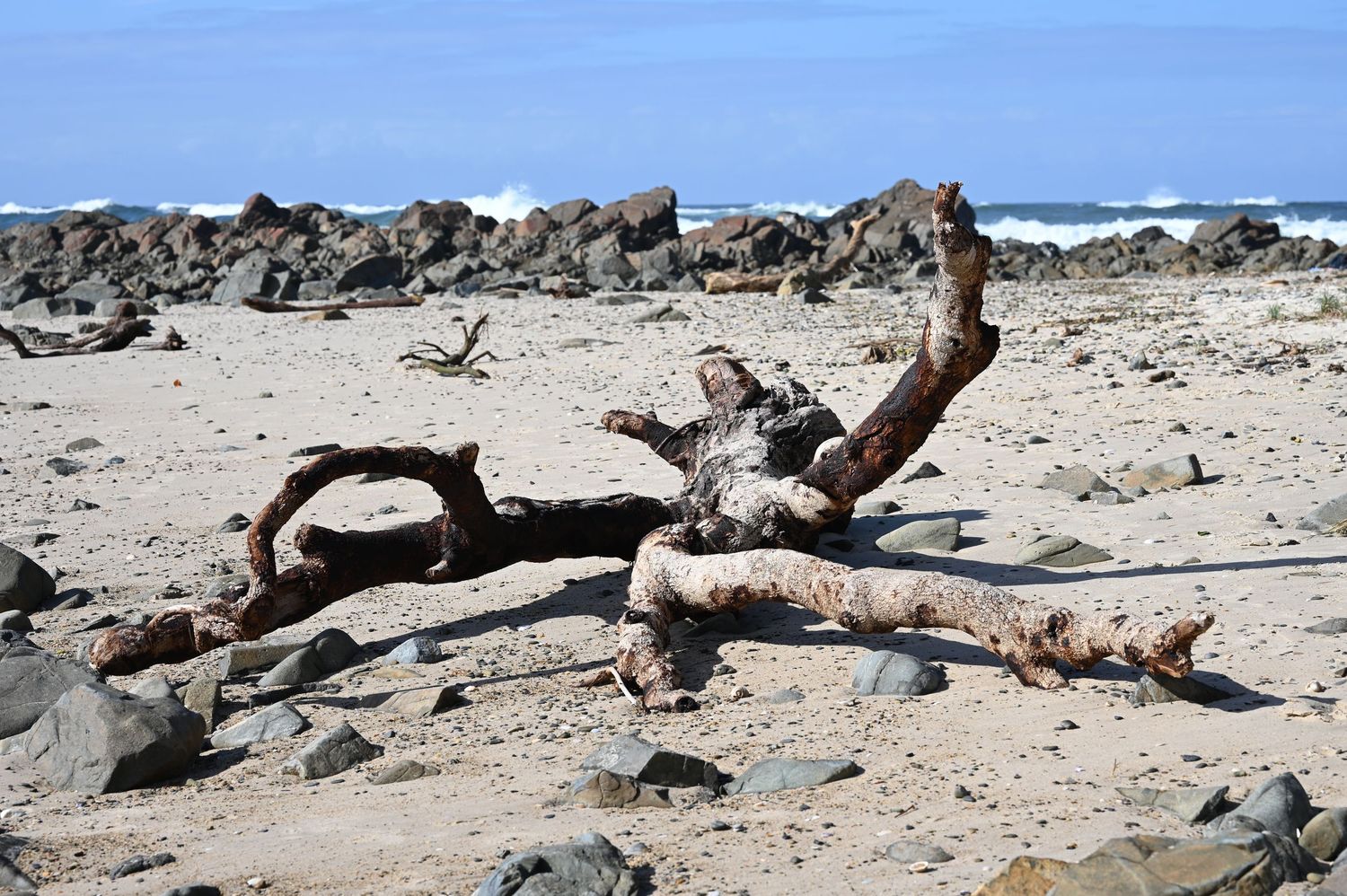 Weathered driftwood resting on a rocky beach shoreline with ocean waves and blue sky in the background.