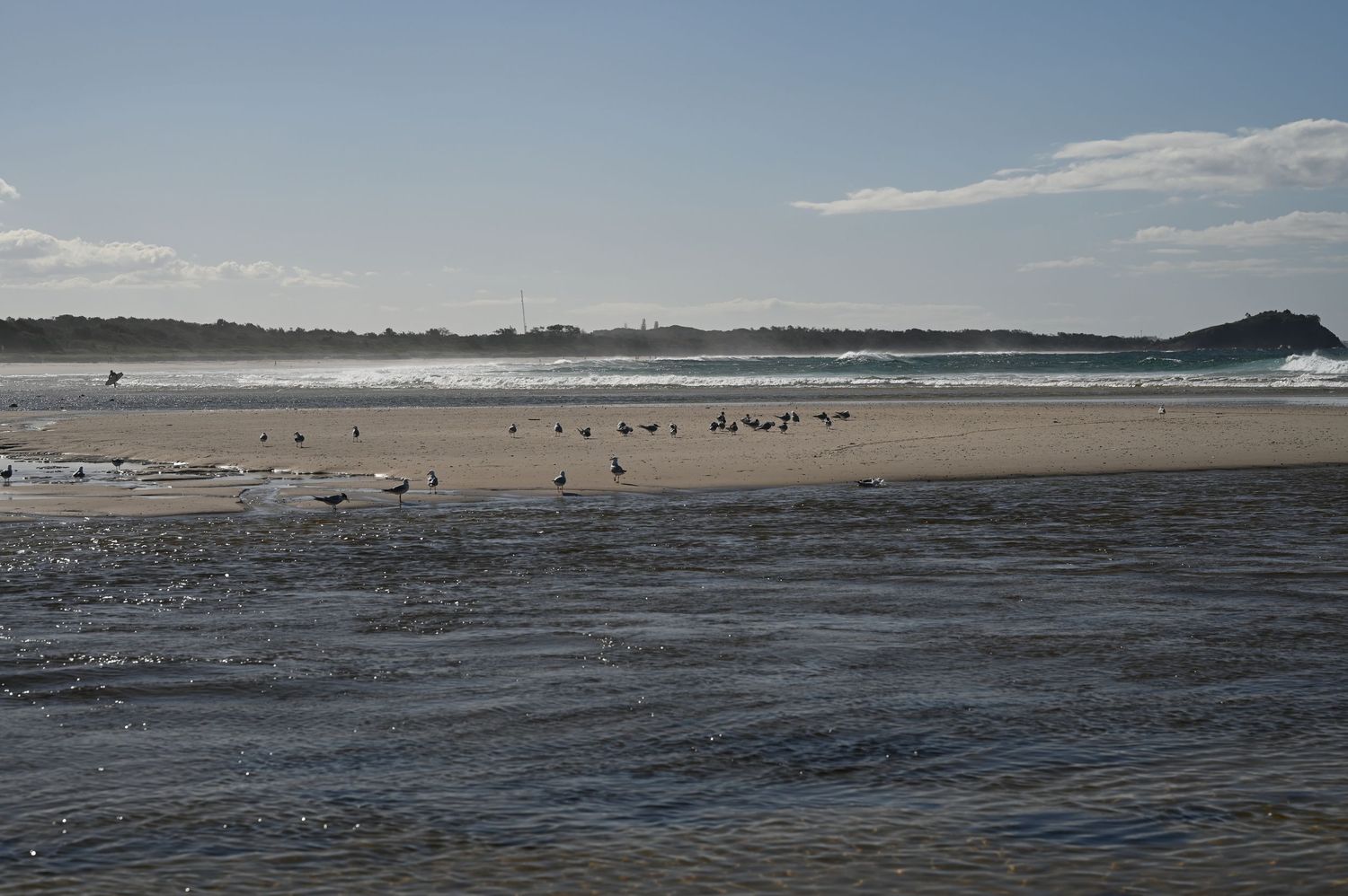 Flock of seabirds resting on a sandy beach shoreline with gentle ocean waves and misty coastal landscape.