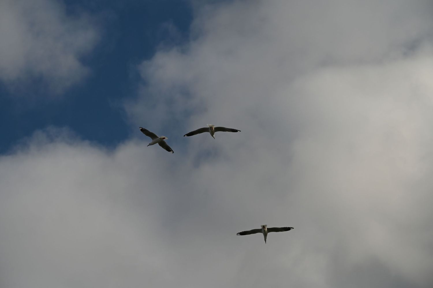 Two large birds soaring gracefully through a partly cloudy blue sky, viewed from below.