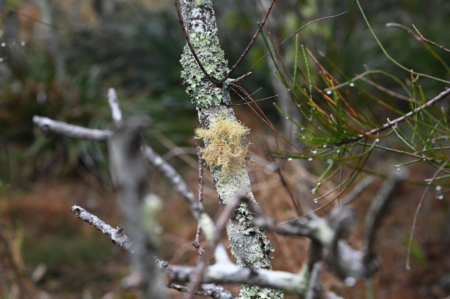 Lichen-covered tree branches in a misty forest, showcasing gray and yellow-green moss growth in a natural woodland setting.