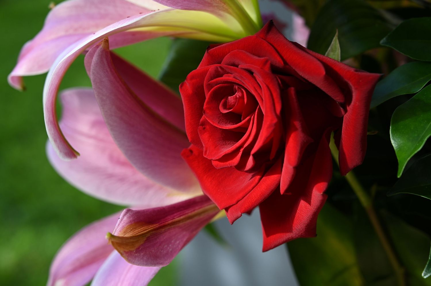 A vibrant red rose blooms beside a pink lily with green leaves in a beautiful floral arrangement.