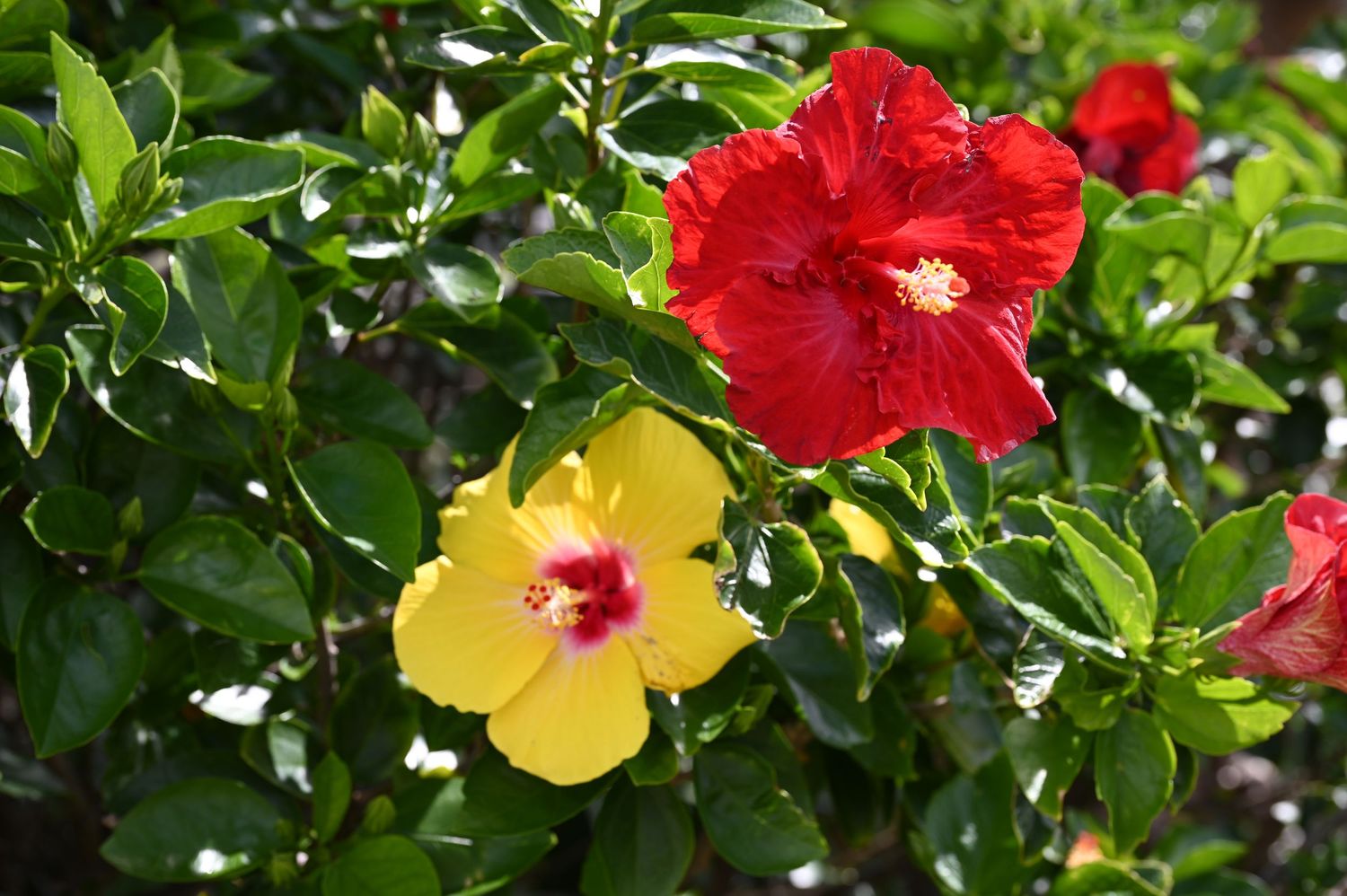 Vibrant yellow and red hibiscus flowers blooming on a lush green tropical shrub in bright sunlight.
