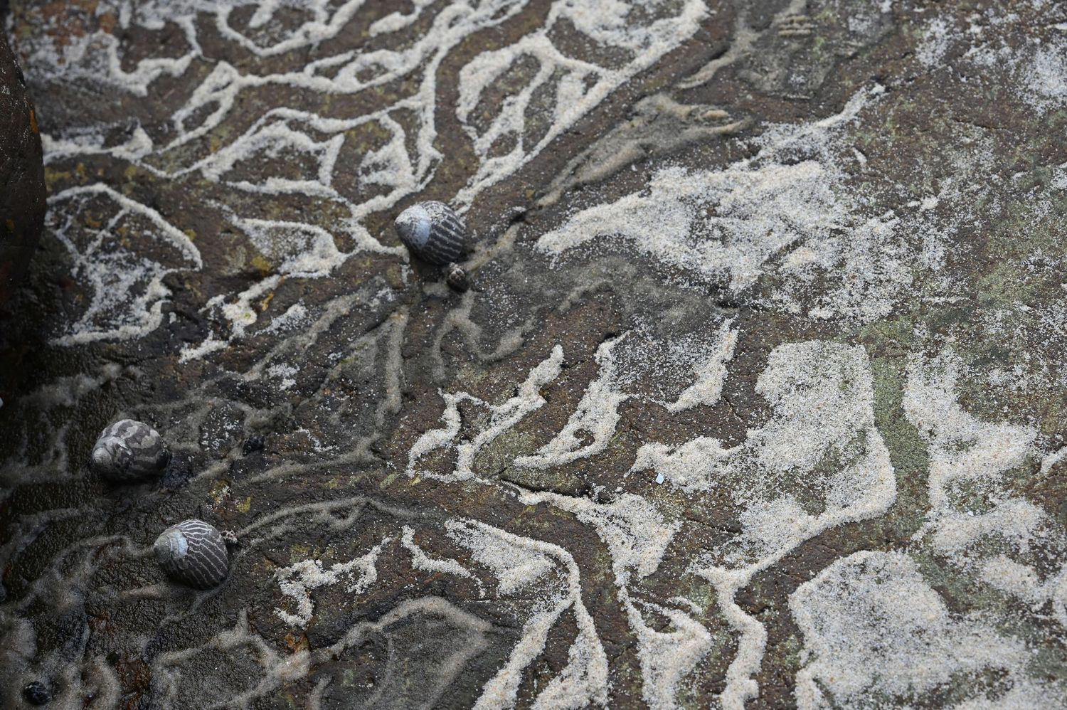 Intricate patterns of water channels on wet rock surface with small snails.
