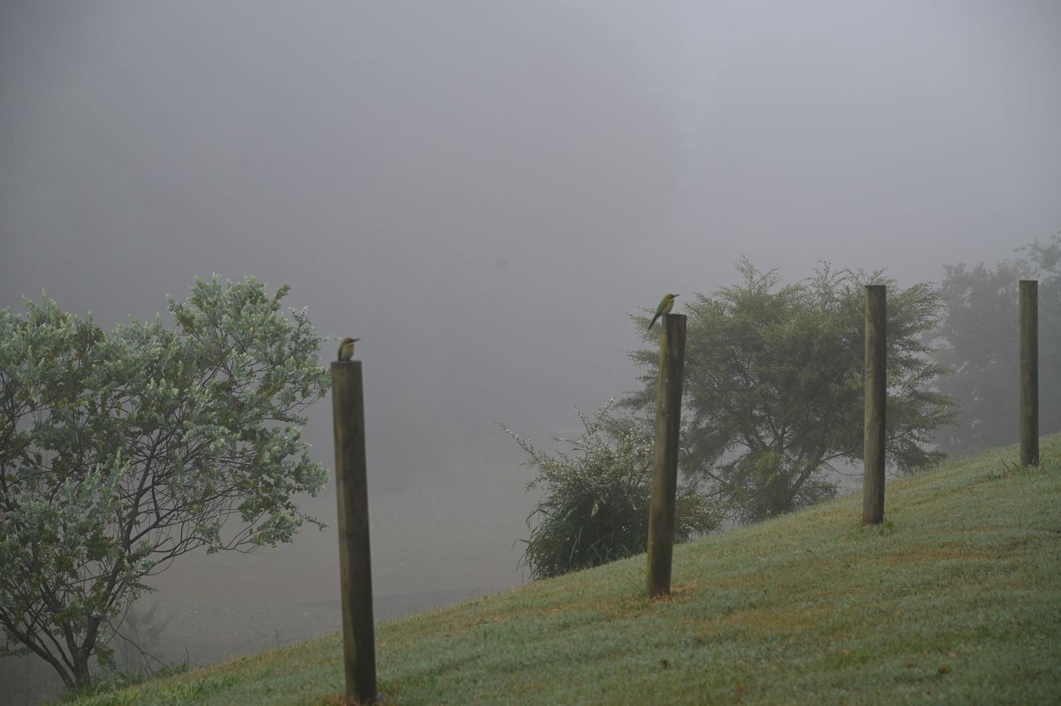 Foggy rural landscape with wooden fence posts on a grassy hillside and trees shrouded in mist.