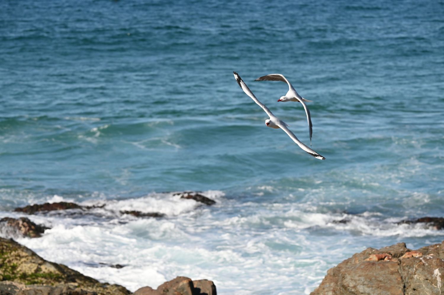 Two seagulls soaring gracefully over rocky coastal shoreline with blue ocean waves crashing below.