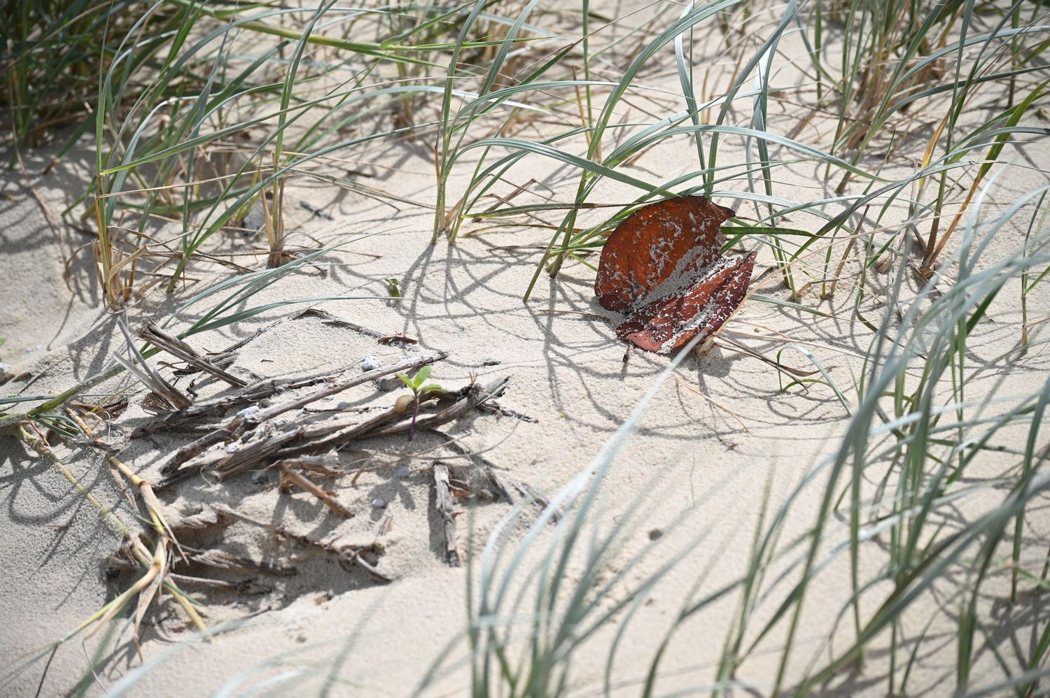 A red spotted shell resting in sandy beach dunes surrounded by dry twigs and green grass blades.