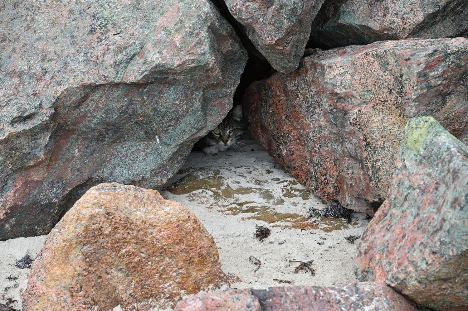 Small animal hiding between large weathered granite boulders on a rocky beach with sand visible between the stones.