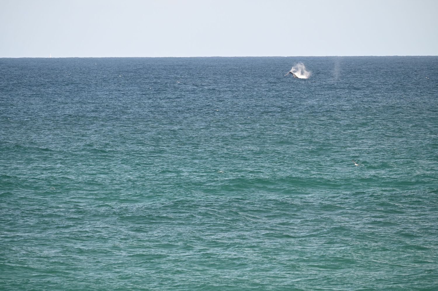 A whale breaching the surface of a calm turquoise ocean with a distant horizon under a clear sky.