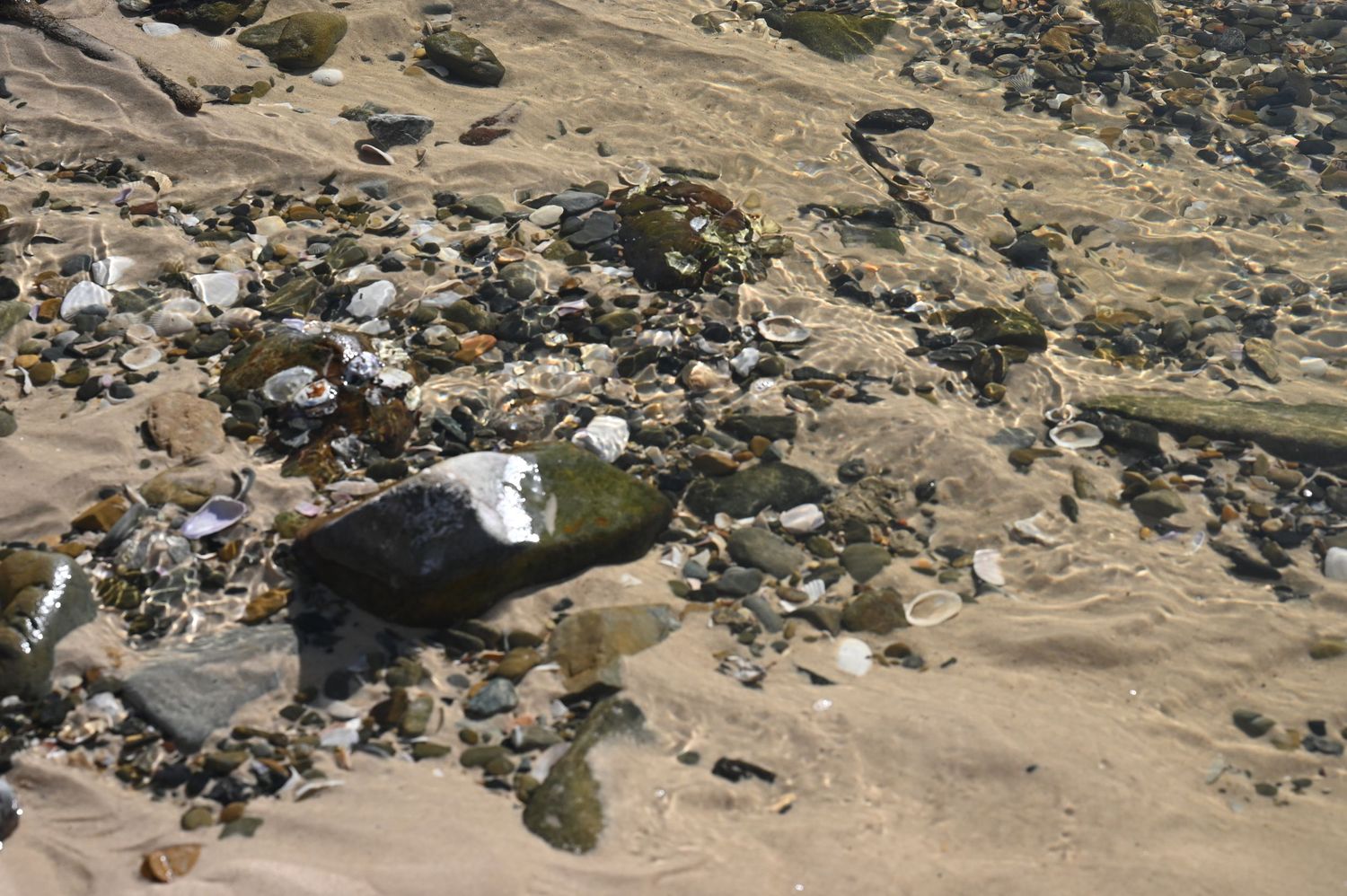 Rocky sandy beach shoreline with pebbles, stones, and seaweed scattered along wet sand near the ocean.