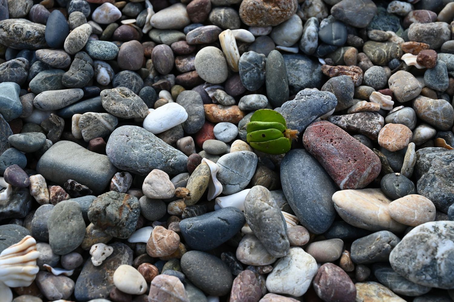 Close-up of colorful smooth river pebbles and rocks with a single green leaf resting among them.