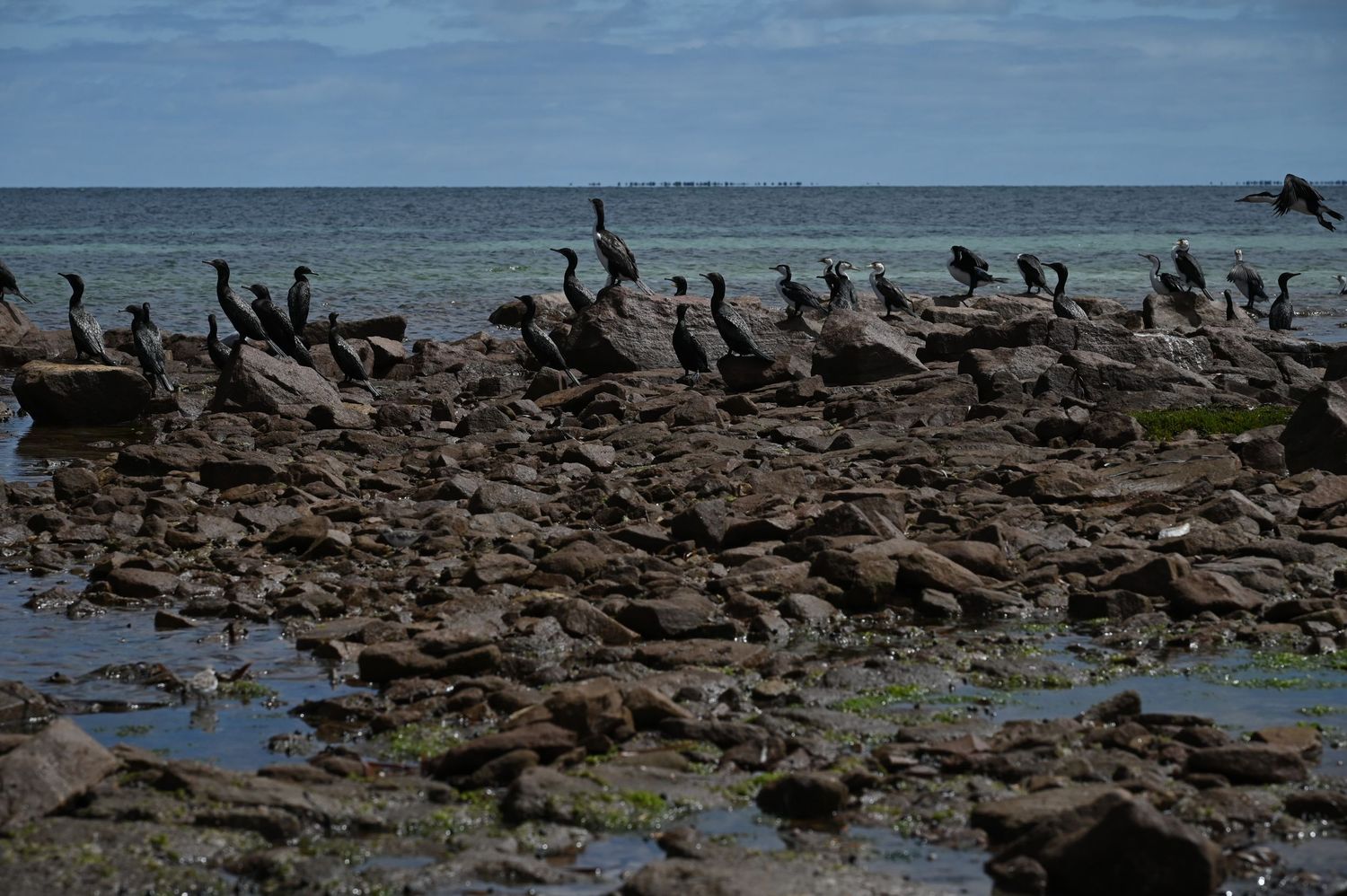 Flock of cormorants resting on rocky coastal shoreline with calm turquoise ocean waters in the background.