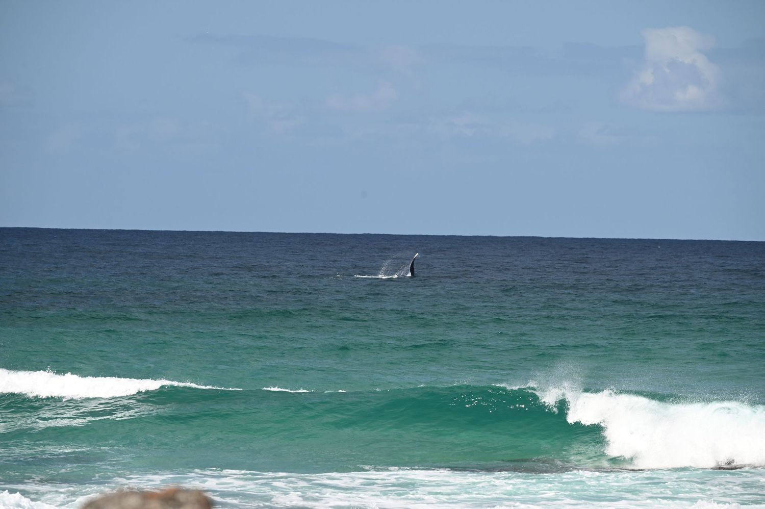 Surfer riding turquoise ocean waves with a whale breaching in the distance under a partly cloudy sky.
