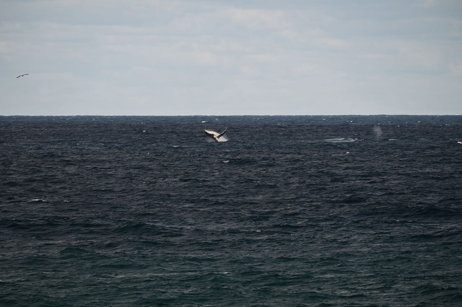 A whale breaching the surface of a dark blue ocean under a cloudy sky.