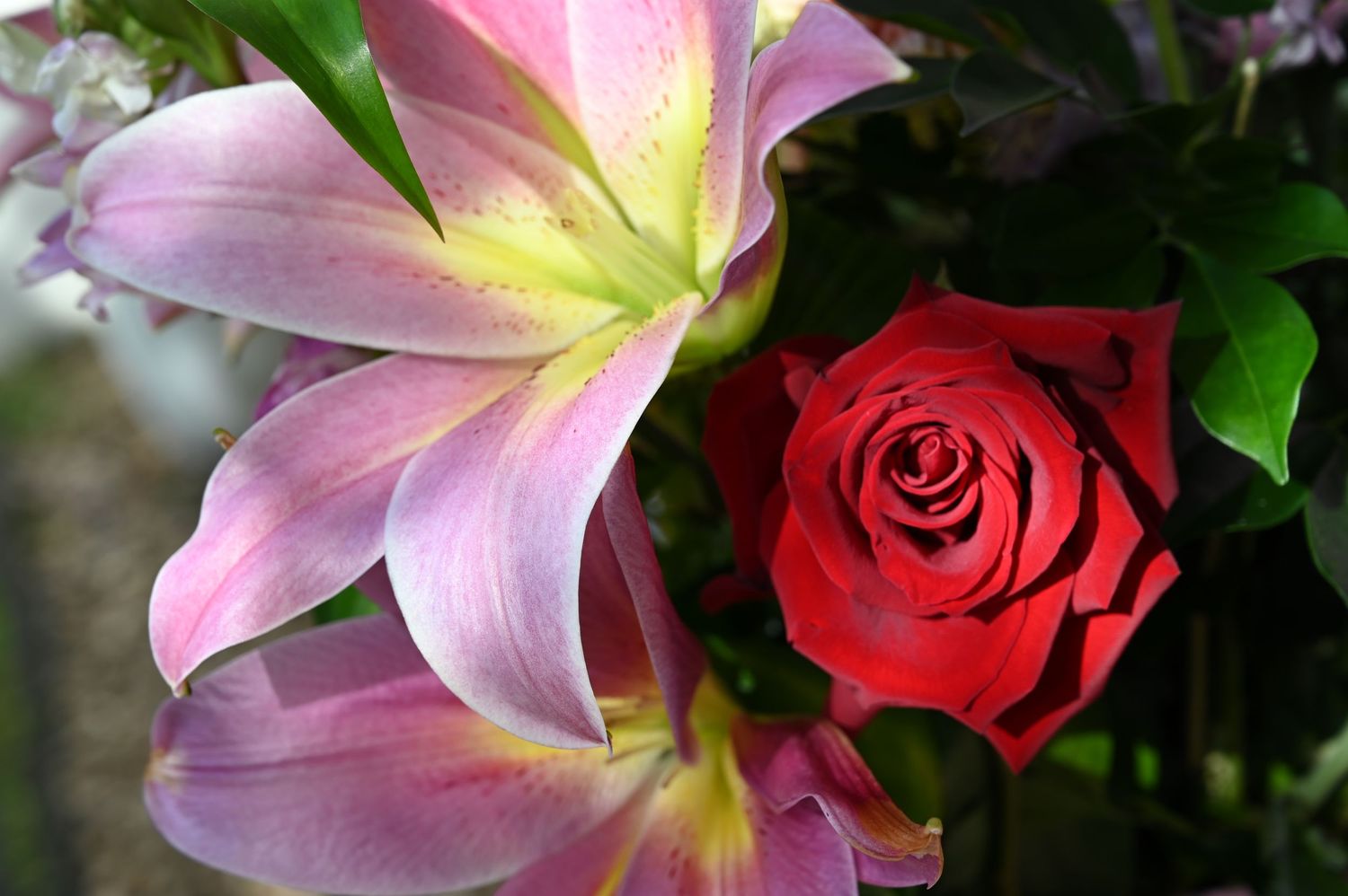 Close-up of a vibrant red rose beside pink and yellow lilies with lush green leaves in a floral arrangement.