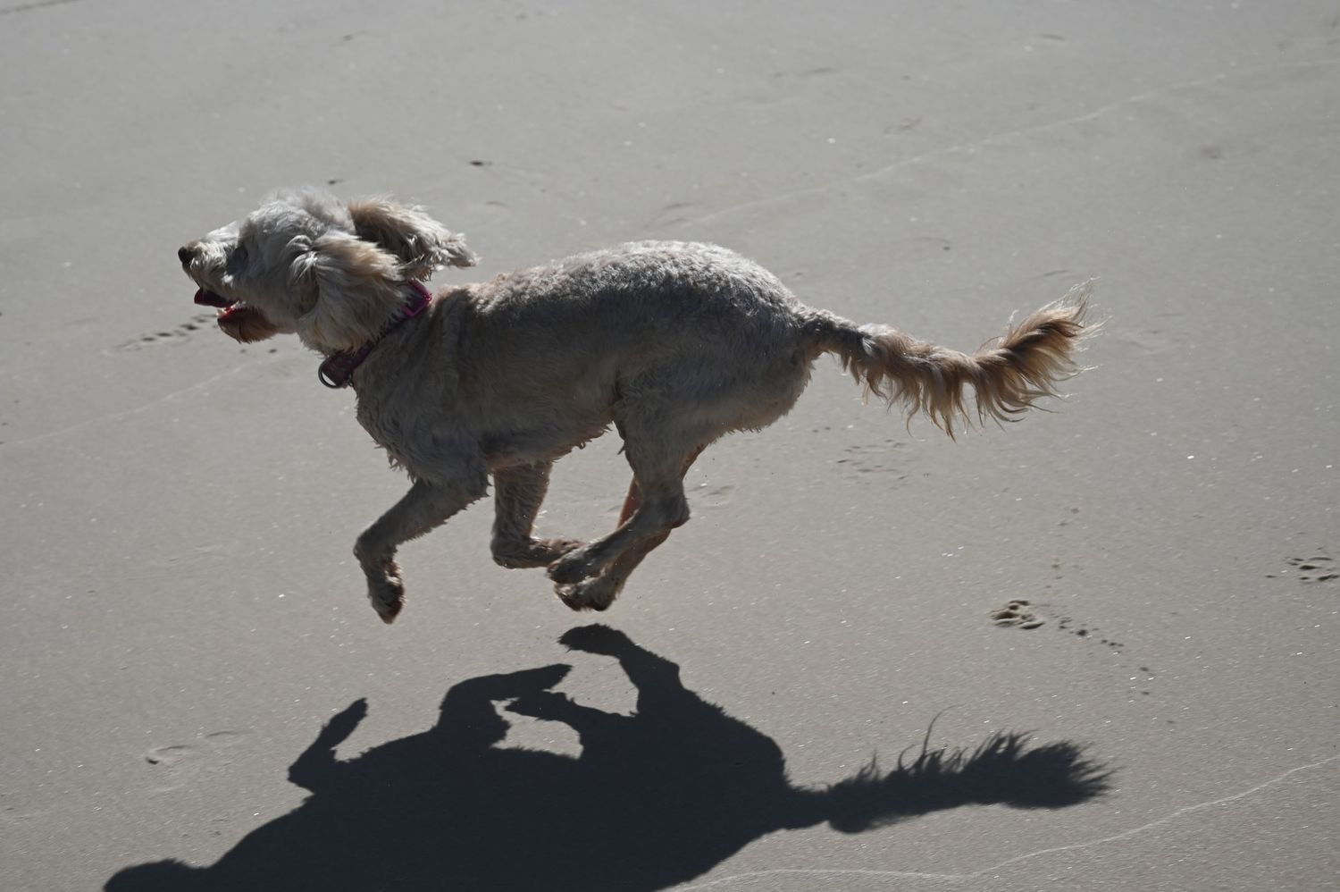 A fluffy dog runs joyfully on a sandy beach, casting a shadow on the ground below.
