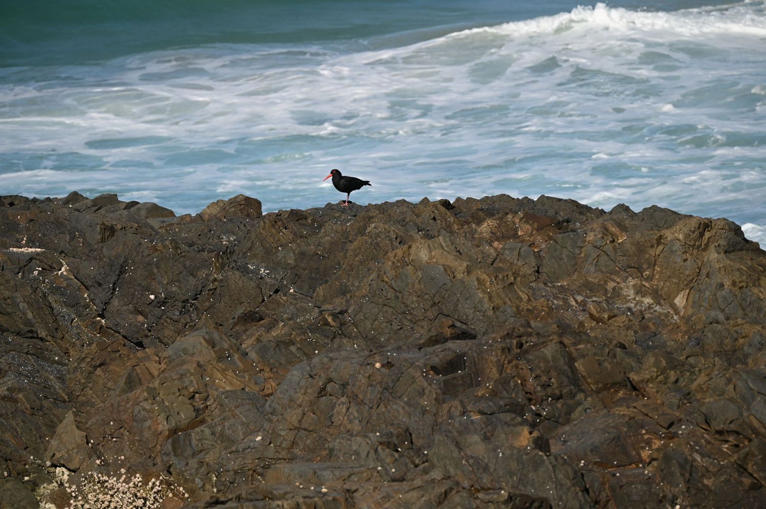 A black oystercatcher bird perched on rocky coastal boulders with ocean waves crashing behind it.