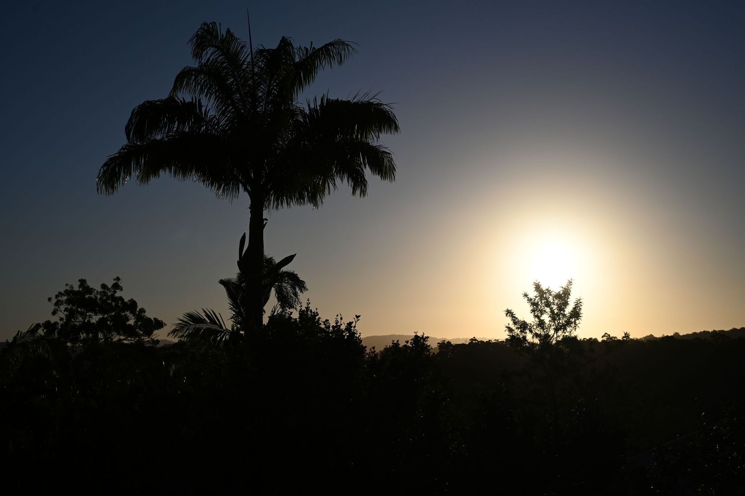 Silhouette of tropical palm tree against golden sunset sky with lush vegetation in foreground.