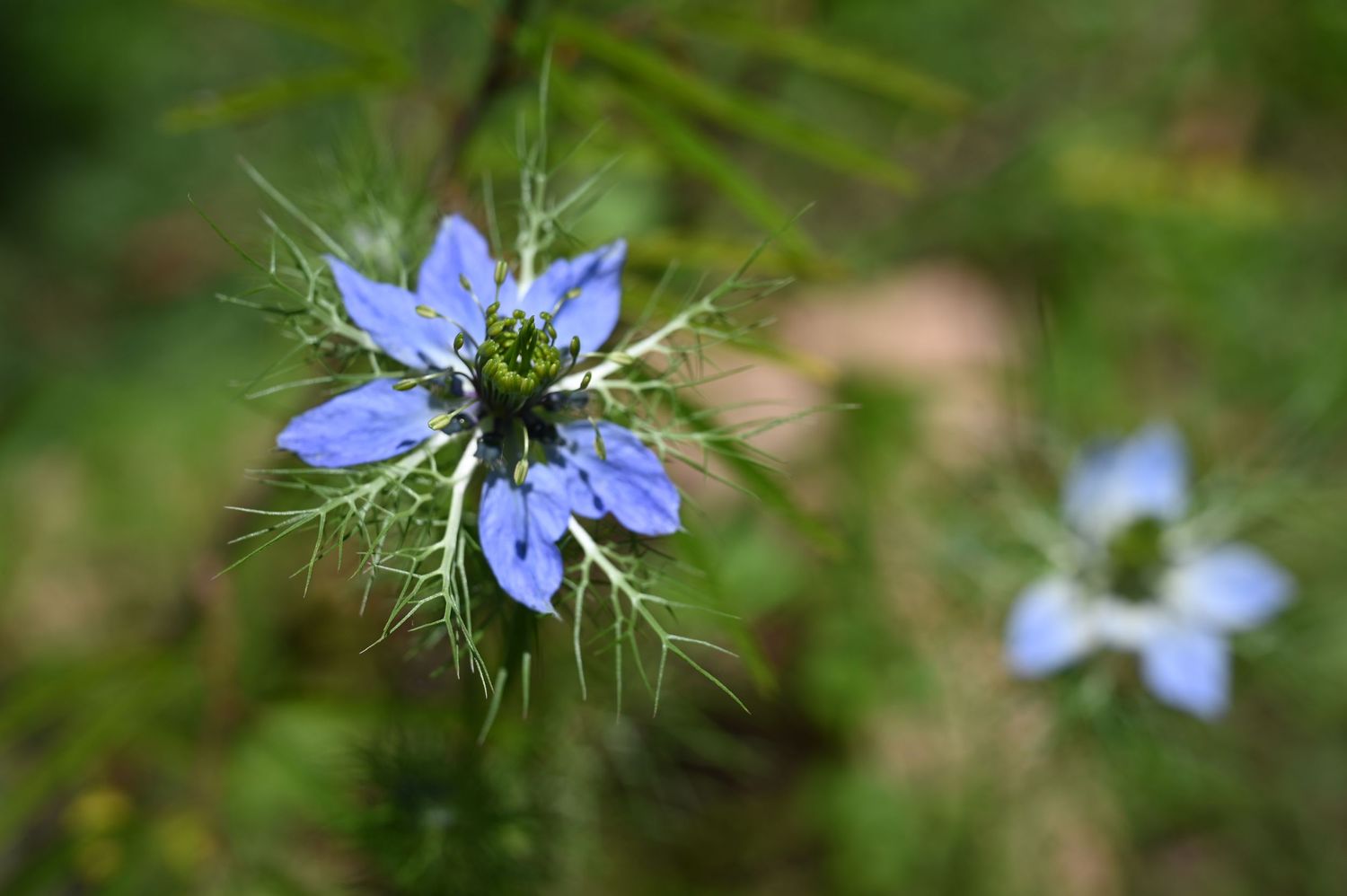 Close-up of a vibrant blue Nigella damascena flower with delicate petals and feathery green foliage in soft focus.