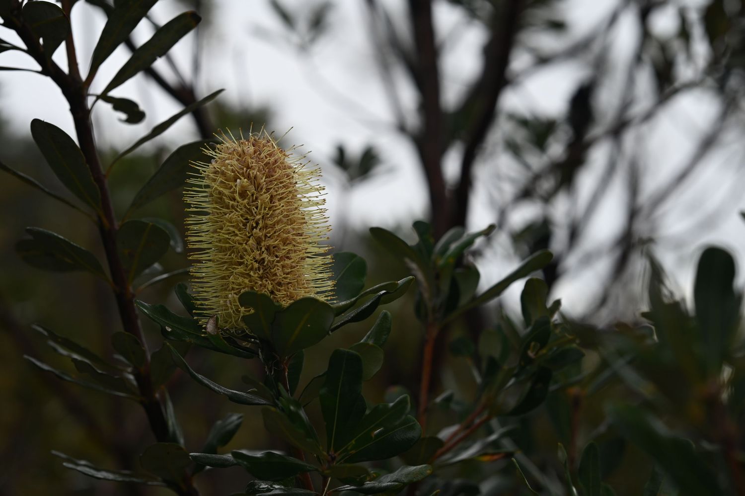 Close-up of a pale yellow Banksia flower bloom surrounded by dark green foliage against a cloudy sky.