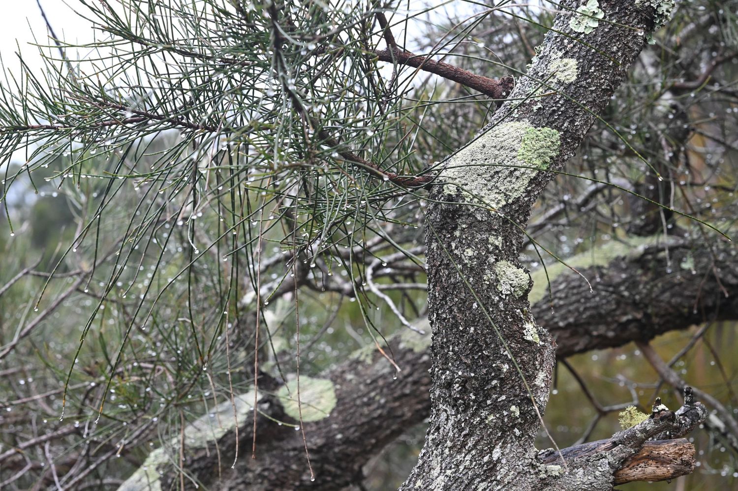 Close-up of lichen-covered pine tree branches with needle clusters in a misty forest setting.